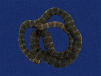 藏品(黑唇青斑海蛇)的圖片